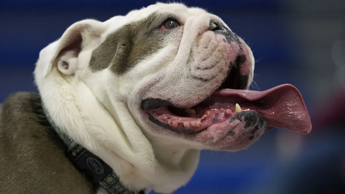 New injectable treatment could help snub-nosed dogs breathe