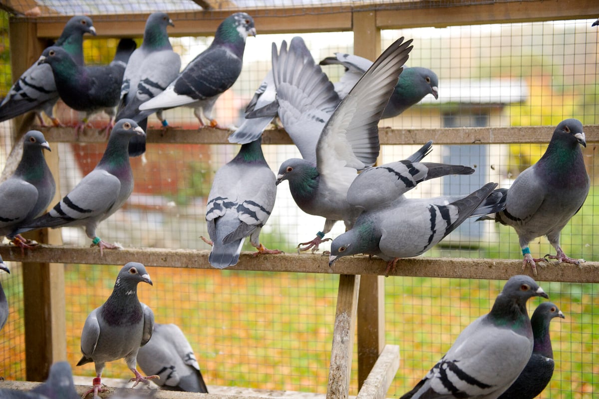 Hundreds of Carrier Pigeons Missing After Denmark Competition