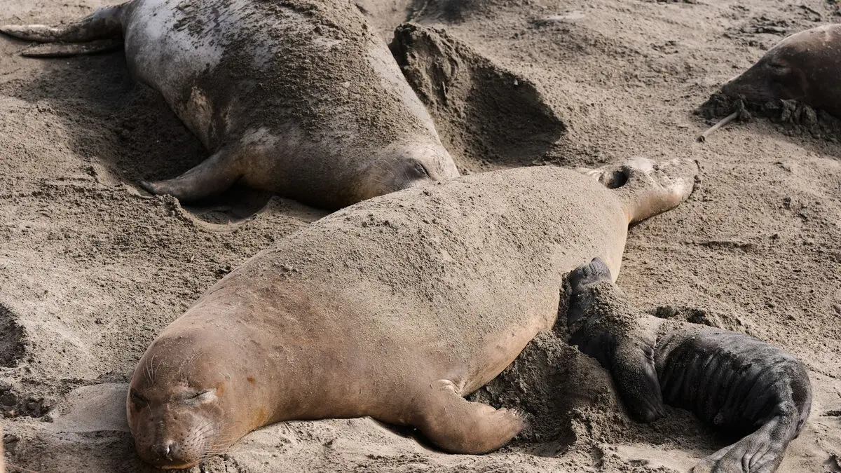 More than 13,000 seal pups die from bird flu on Heard and McDonald Islands