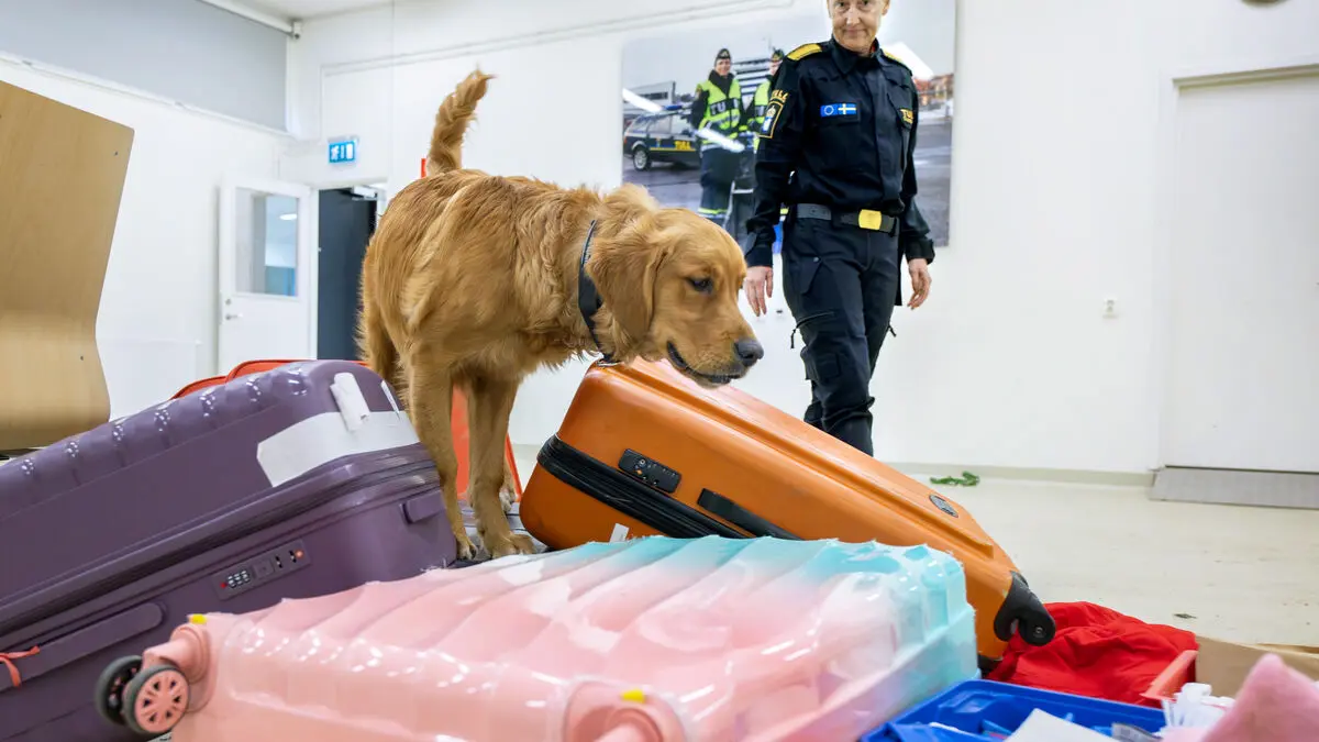 Dog school's best student: Energetic, calm and hardworking police dog