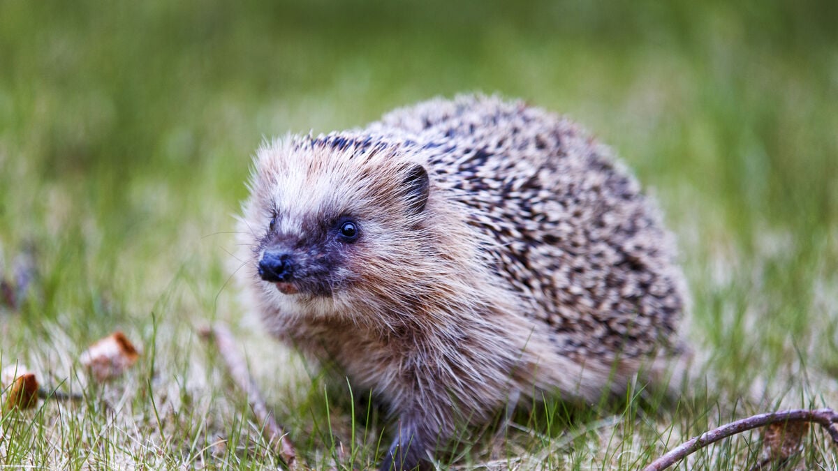 Critics say Swedish list of protected species is toothless