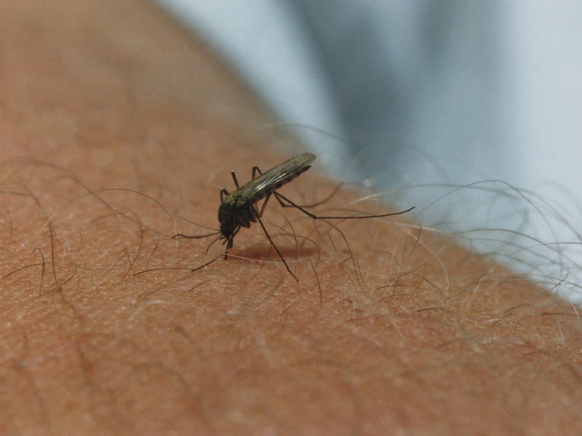 Fewer Mosquitoes Expected This Summer Due to Dry Spring
