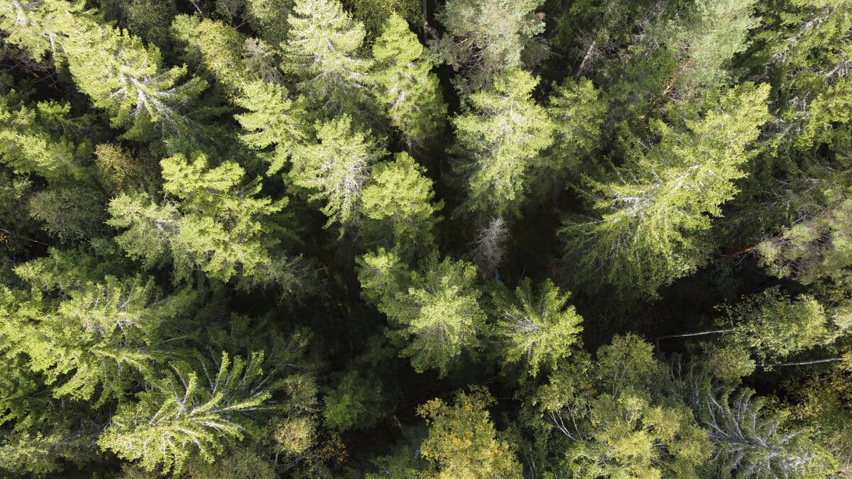 Södra Announces 200 Job Cuts Amid Challenging Conditions