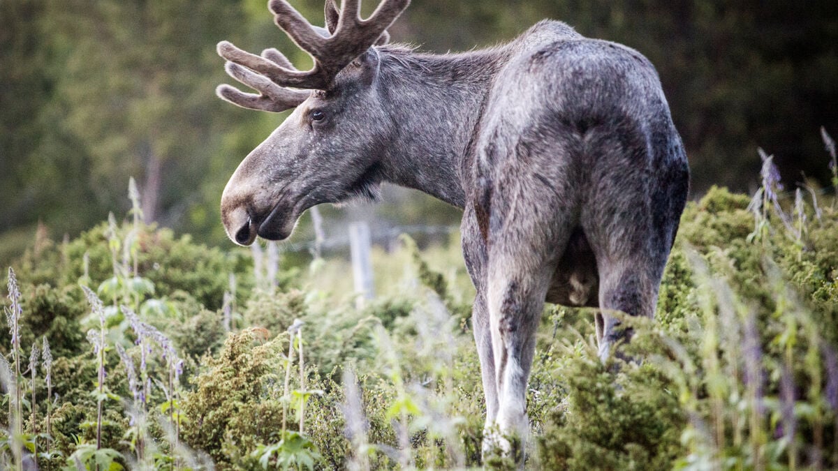 Sweden’s Moose Population Grows 18.5% as Numbers Rebound From Years of Decline