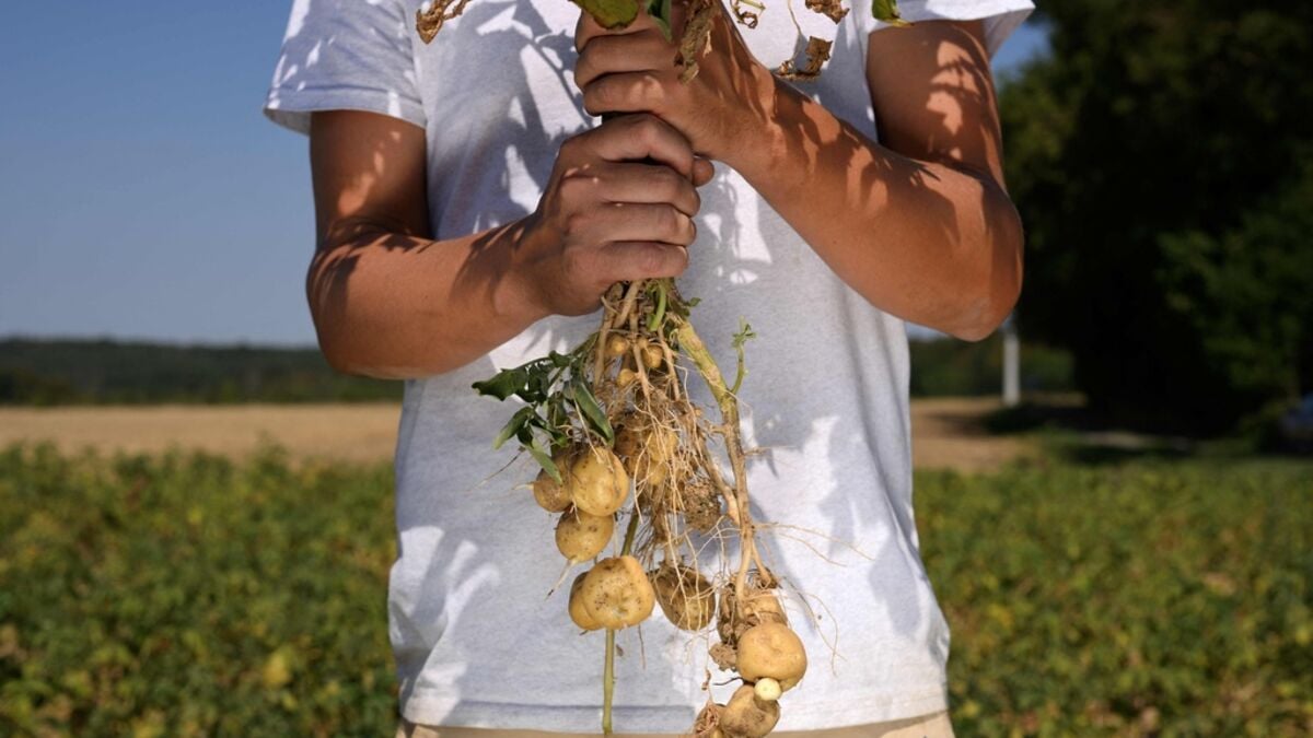 Belgian potato crop hit by drought and wet weather, threatening fry prices