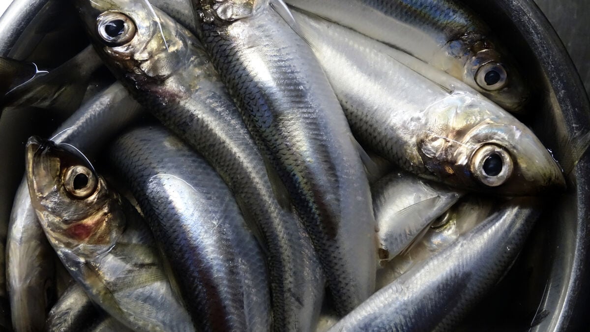 EU Faces Tough Talks on Baltic Sea Herring Quotas
