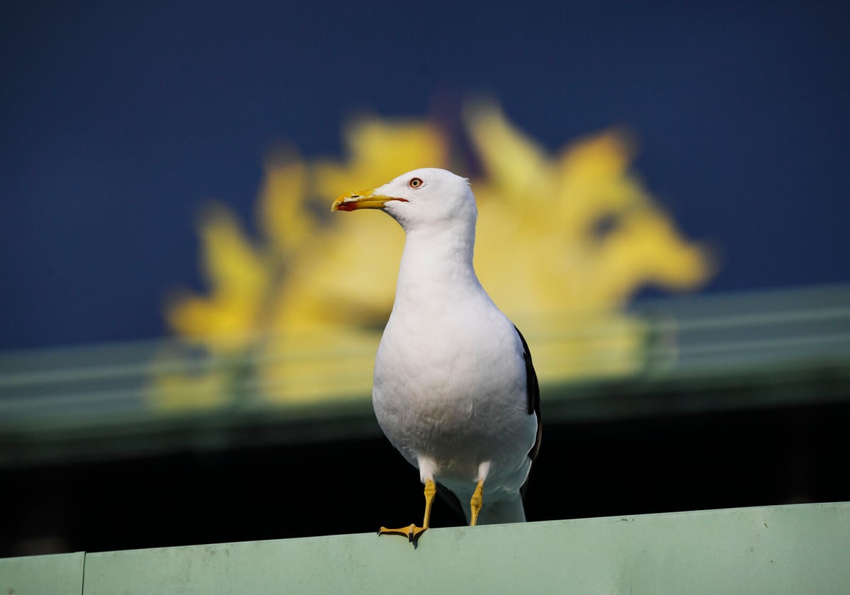 Swedish Guillemot Mistaken for Spy Bird in Ethiopia
