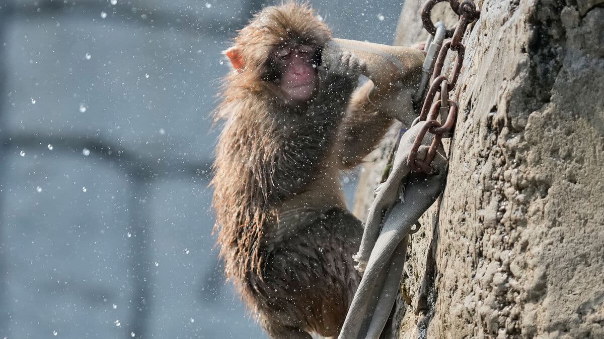 Orphaned monkey Punch turns one as birthday cards flood in