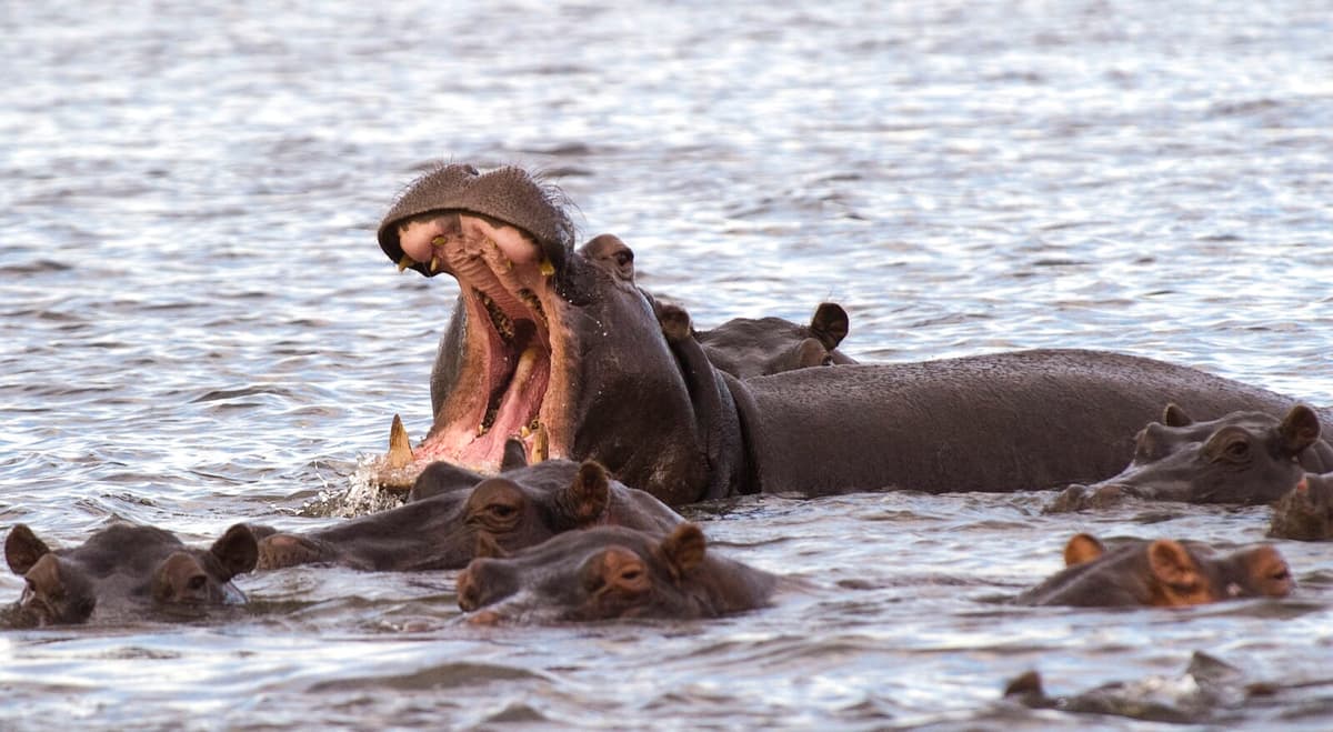 Anthrax Outbreak Claims 50 Hippos in Congo's Virunga National Park
