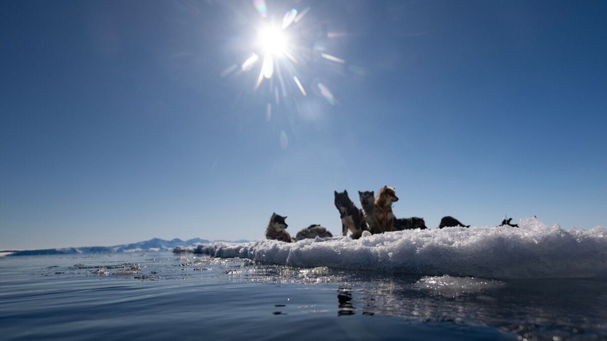 Mocked by Trump, here is Greenland's elite dog team