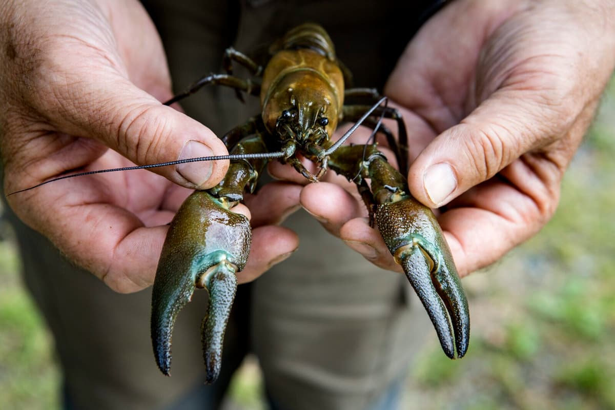 Sweden's Crayfish Stocks Threatened by Plague and Illegal Releases