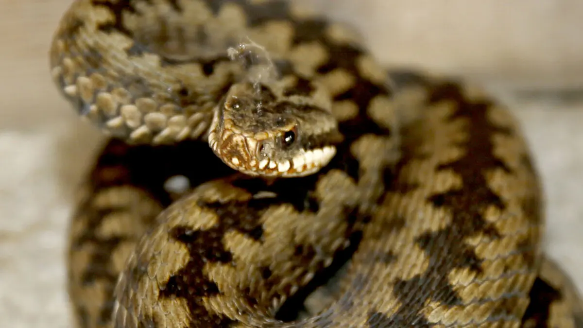 The viper is awake - best tactics if you encounter it