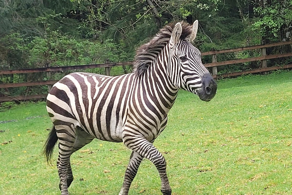 Danish Zebra on the Loose Found in Good Condition