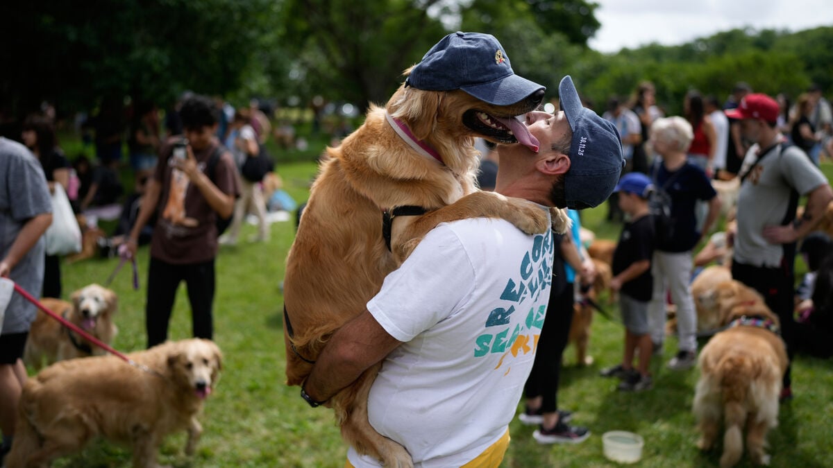 New record: 2,397 golden retrievers in the same park