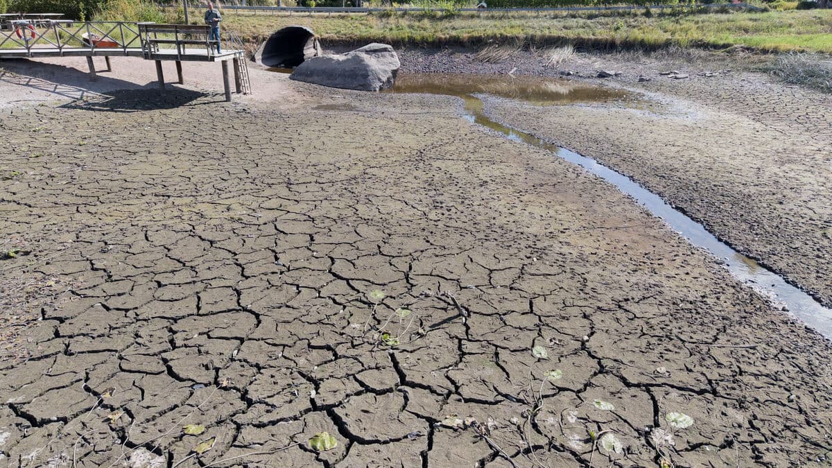 Around 50 rivers and streams are drying up in southern Sweden, expert says worst he’s seen