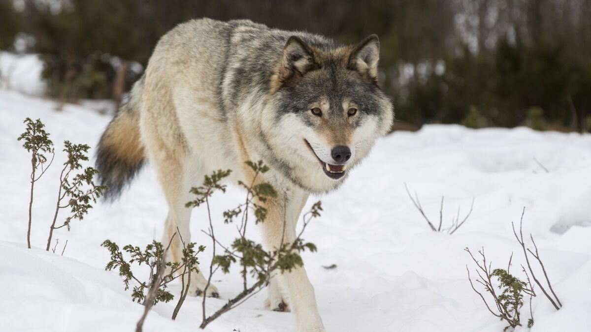 Appeals against wolf hunting: "Highly endangered species"