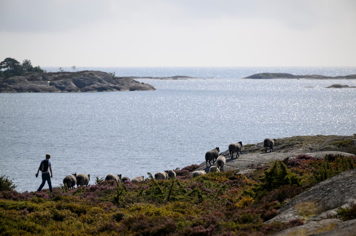 Baltic Sea's First Marine National Park Opens in Stockholm Archipelago