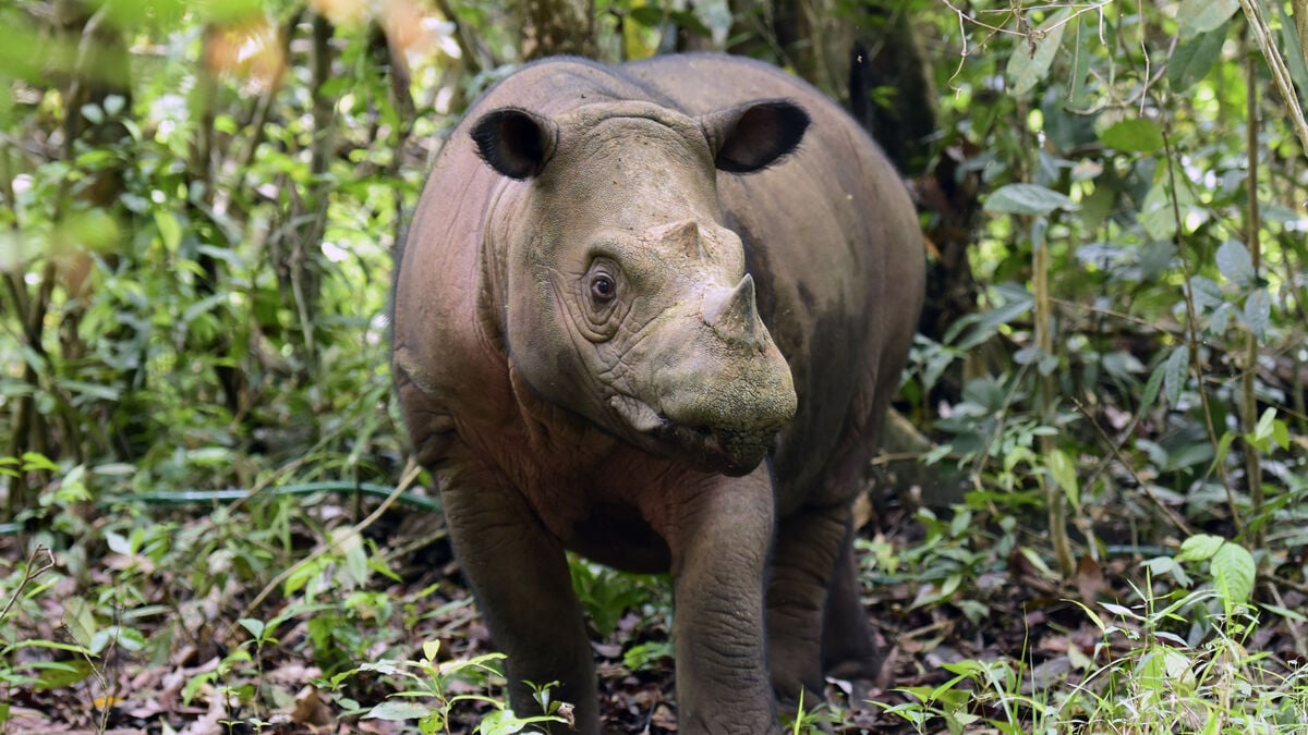 Two pregnant Sumatran rhinos offer hope for critically endangered species