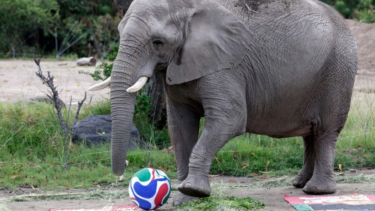 Mexico's elephants have tipped, predicting a home win