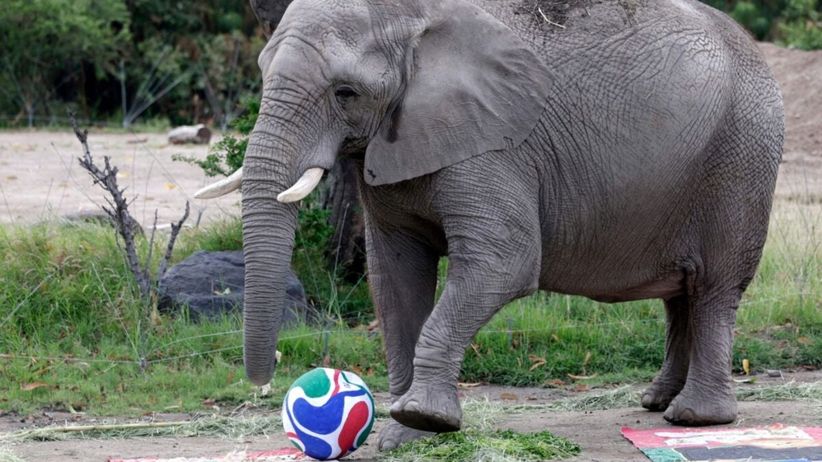 Mexico's elephants have tipped, predicting a home win