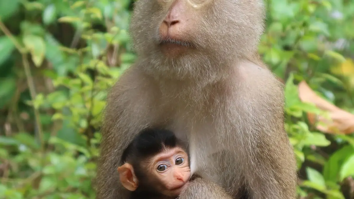 Some primates face birth challenges as severe as humans, study finds