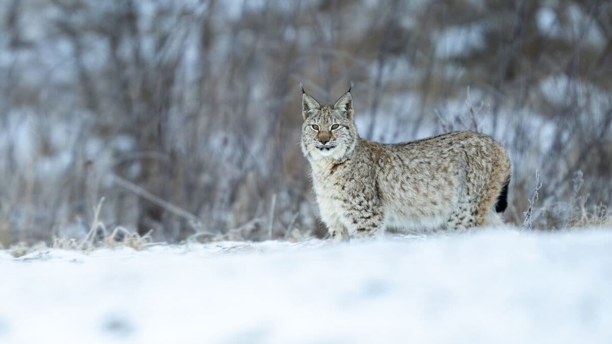 New twist as lynx hunting temporarily halted in Sweden