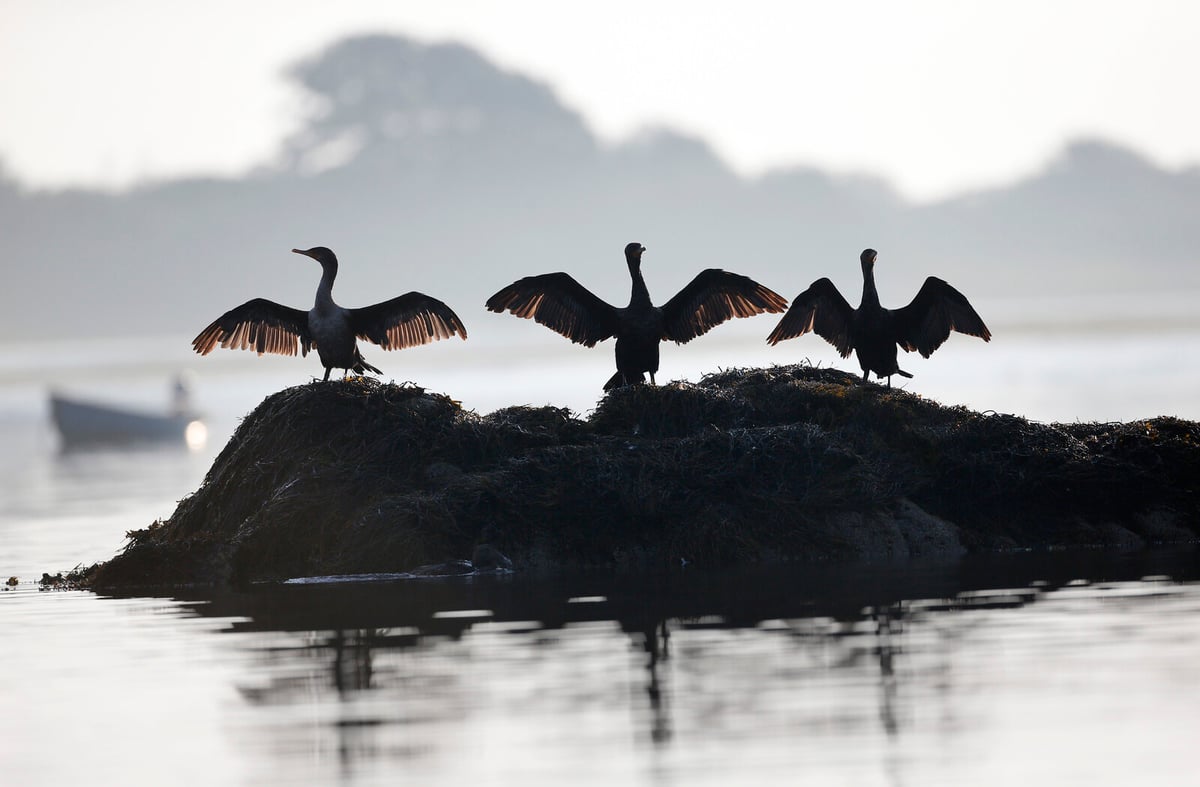 Sweden Calls for EU Action on Rising Cormorant Population