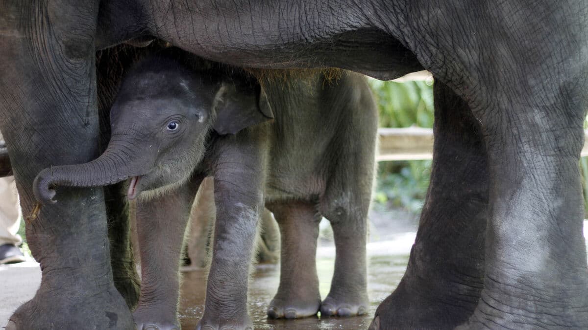 Forest fires push critically endangered Sumatran elephants closer to extinction