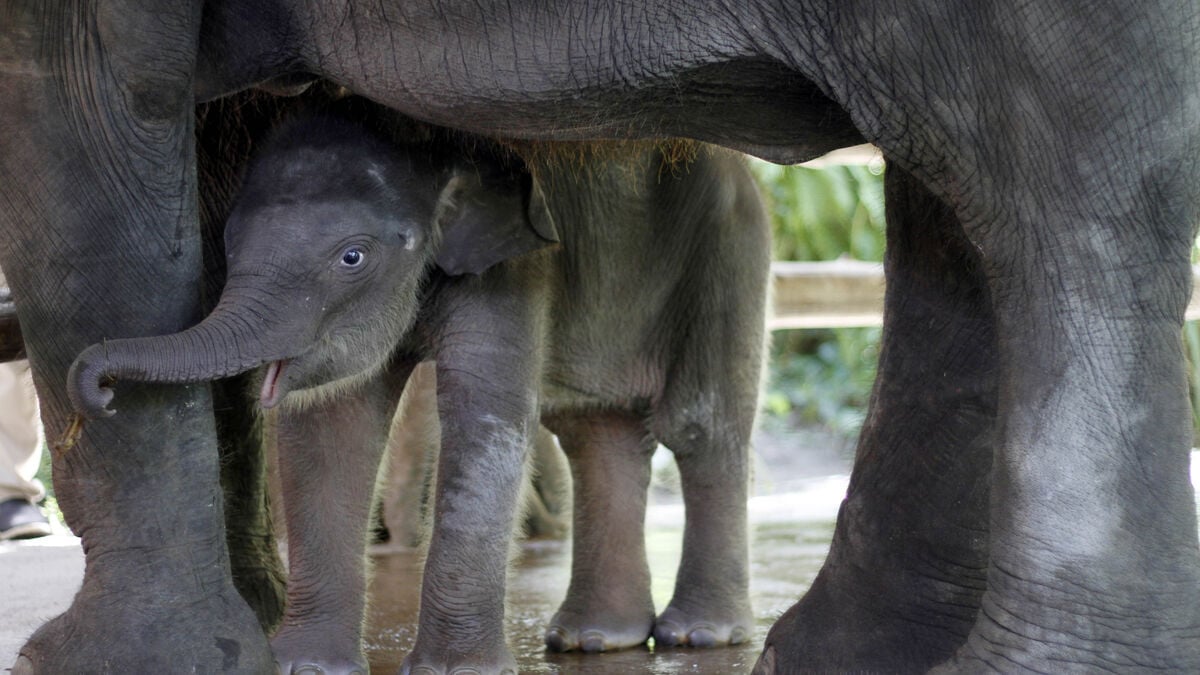Forest fires push critically endangered Sumatran elephants closer to extinction