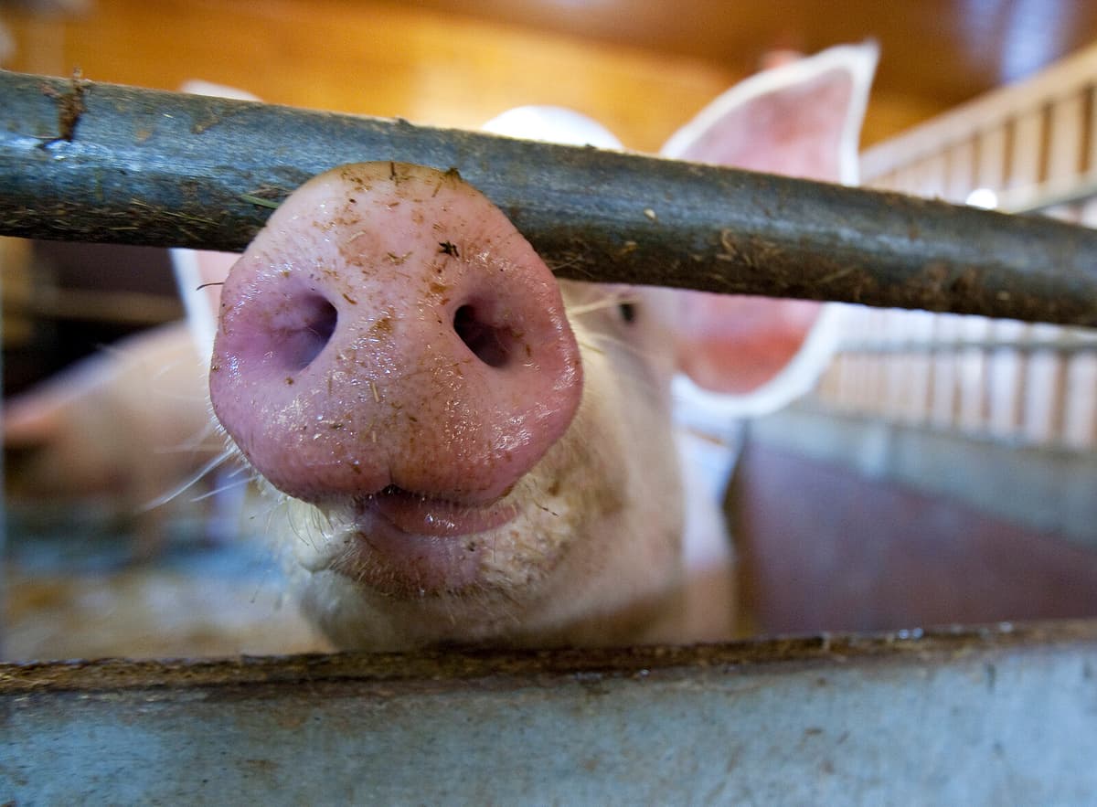 Pig Lung Successfully Transplanted into Brain-Dead Patient in China