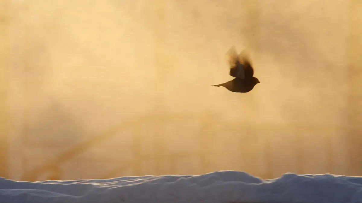 This year's Bird Song Night on Swedish Radio will be broadcast from several Swedish regions and Finland