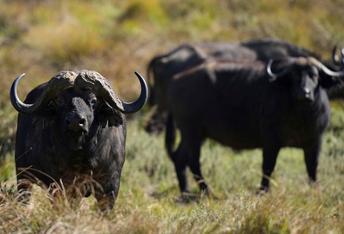 Over 90 Buffaloes Die in Namibia Stampede Fleeing Lions