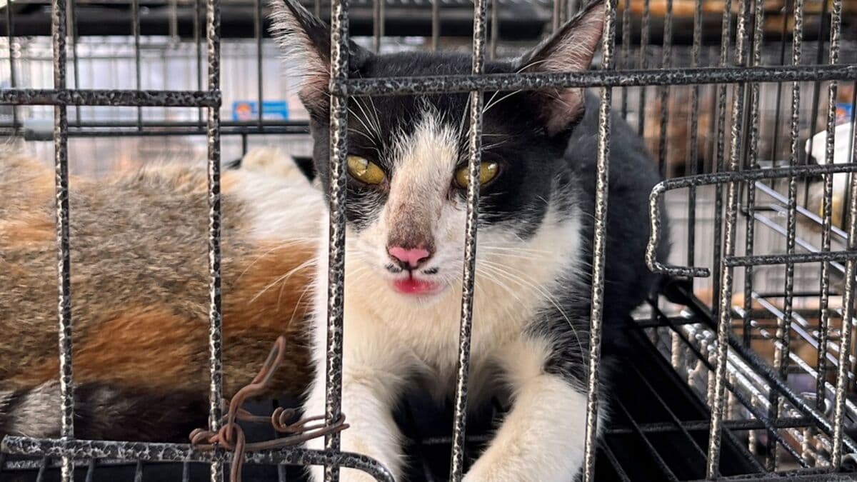 Stolen cats rescued - meant to be food