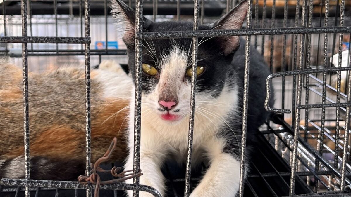 Stolen cats rescued - meant to be food