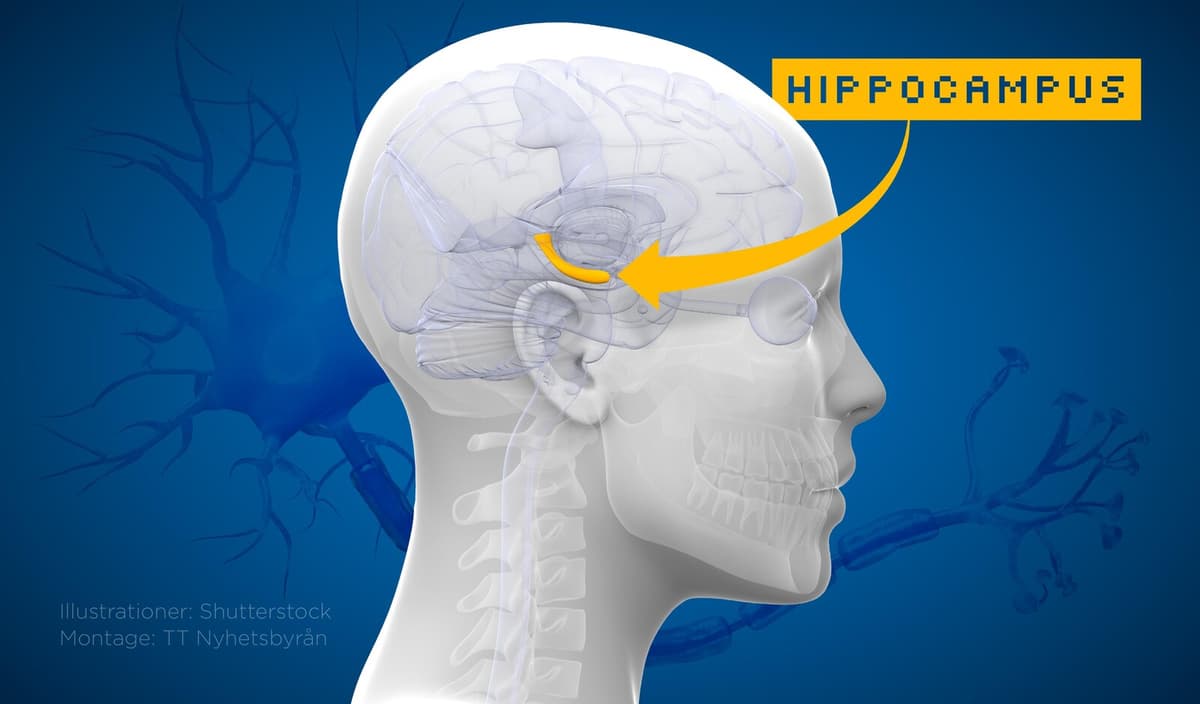 Researchers Identify Key Stem Cells in Adult Brain's Memory Center
