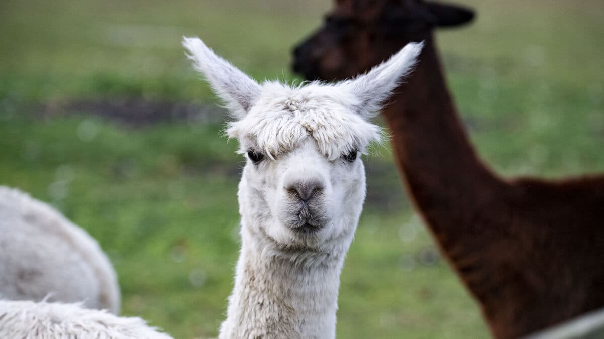 Wolf killed three alpacas