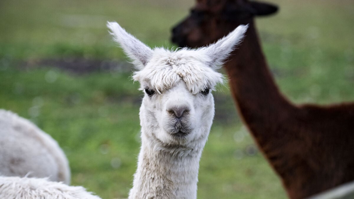 Wolf killed three alpacas