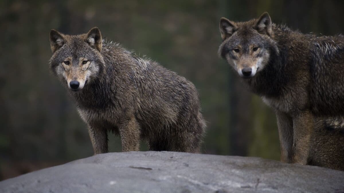 Wolf kills puppy and pony in Jutland, Denmark