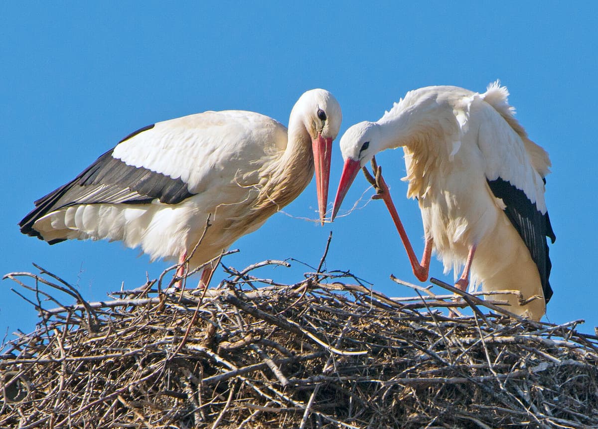 Denmark Sees Highest Number of Breeding Storks in 35 Years