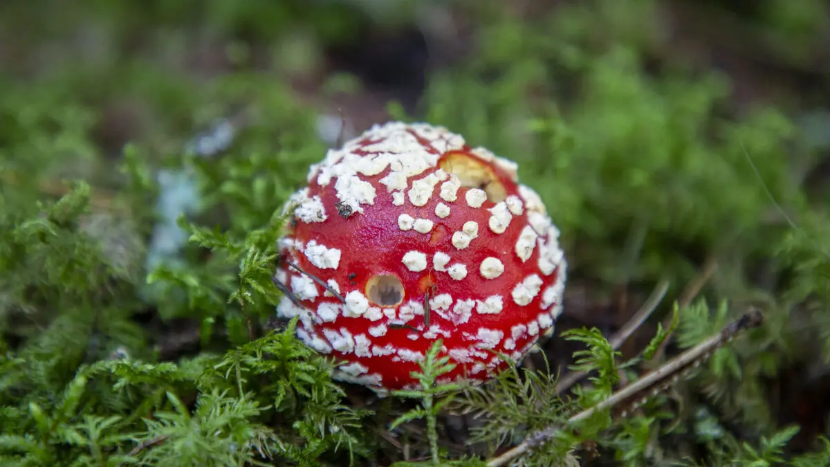 The government will classify red fly agaric as a drug