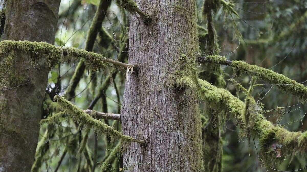 Ikea Invests Billions in Baltic Forest Land Acquisition