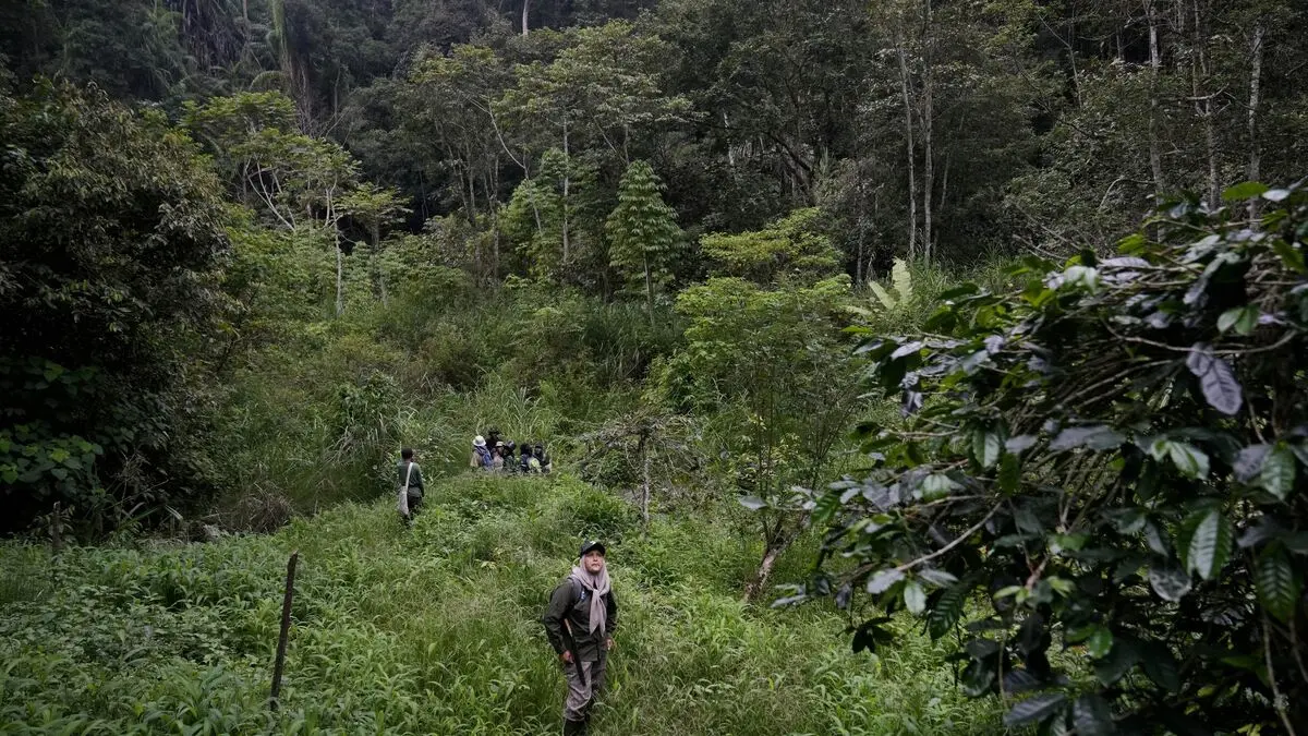 Bitter criticism against postponed rainforest regulations