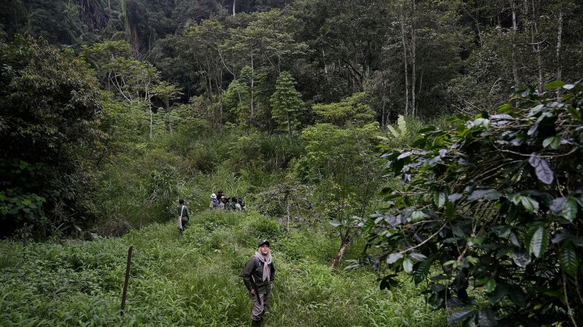Bitter criticism against postponed rainforest regulations