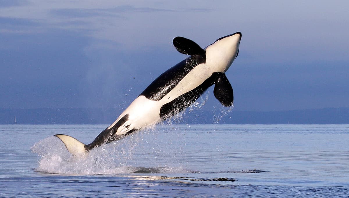 Killer Whales Wear Hats Made of Dead Salmon – Again