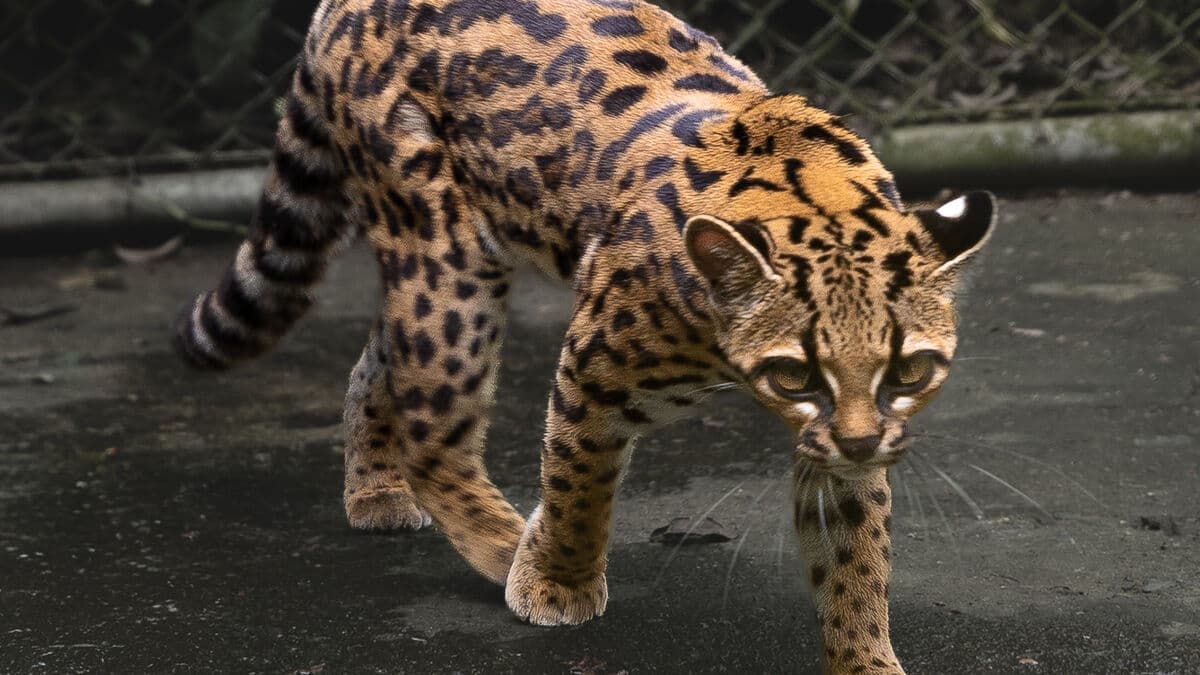 New cat species discovered in Bolivia, first in a century