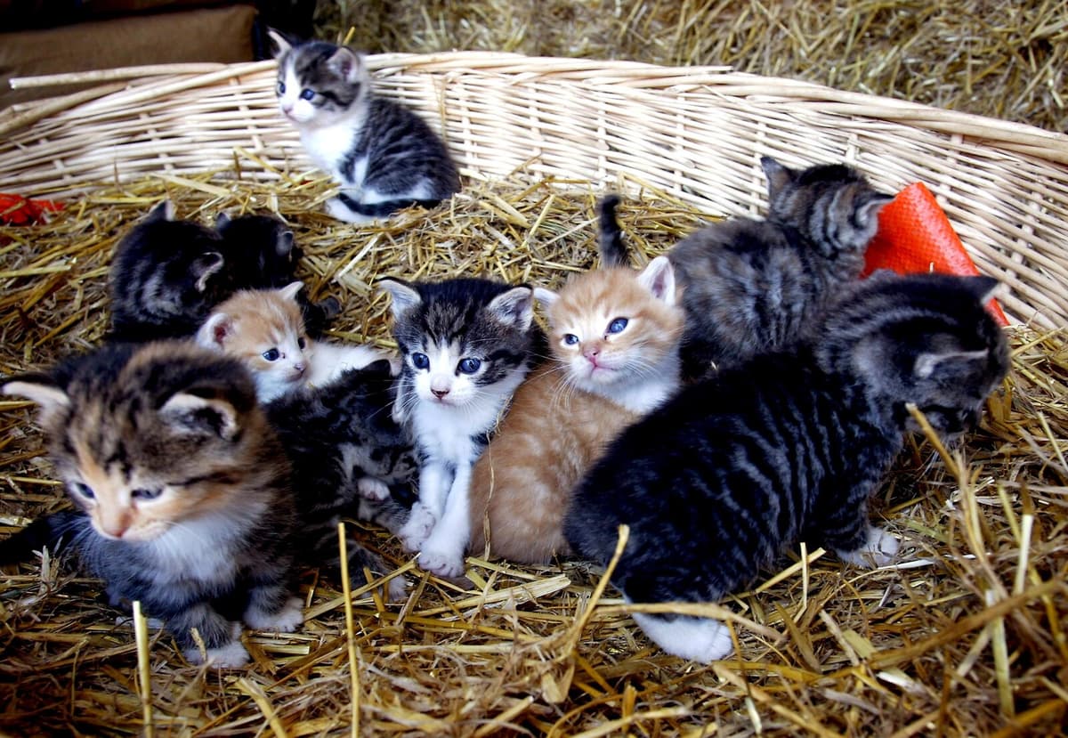 Pedigree Cat Breeders in Sweden Violate Animal Protection Rules