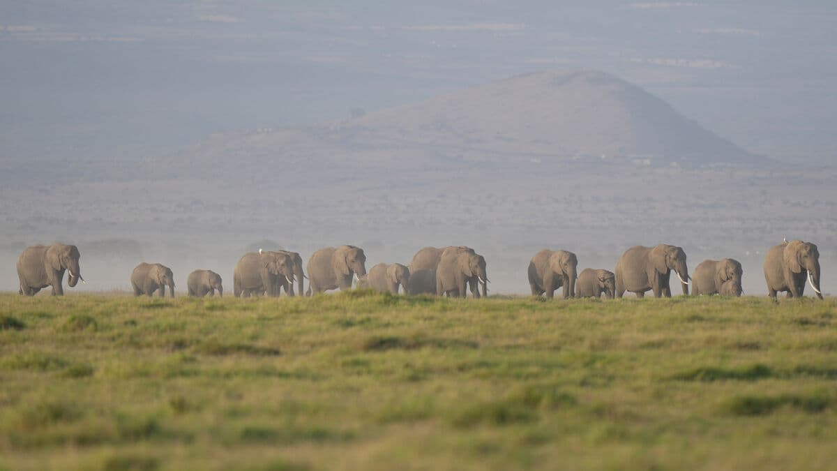 Kenya investigates deaths of 15 elephants in Amboseli region