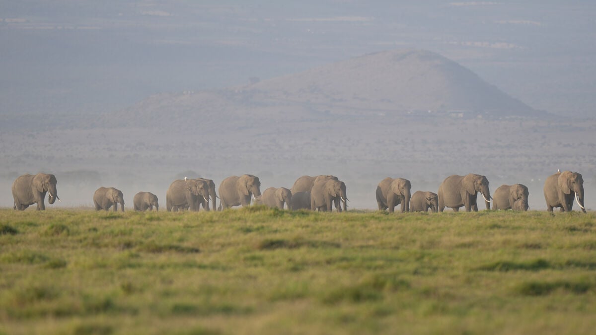 Kenya investigates deaths of 15 elephants in Amboseli region