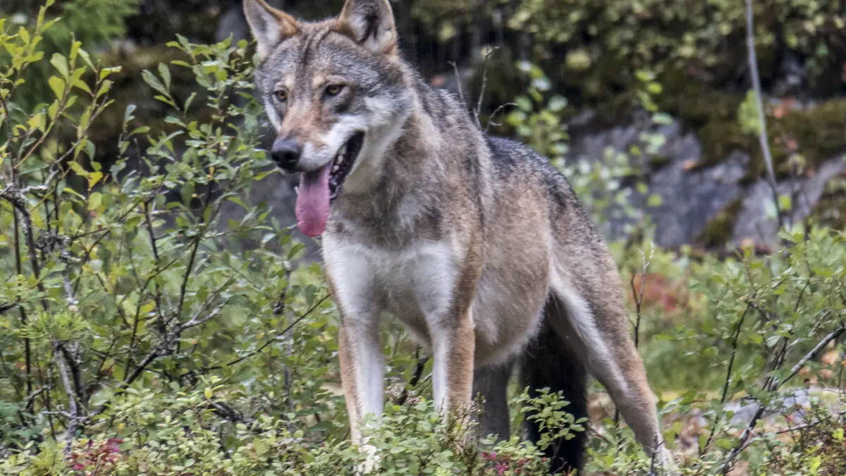 Wolf bites woman in the face in Hamburg