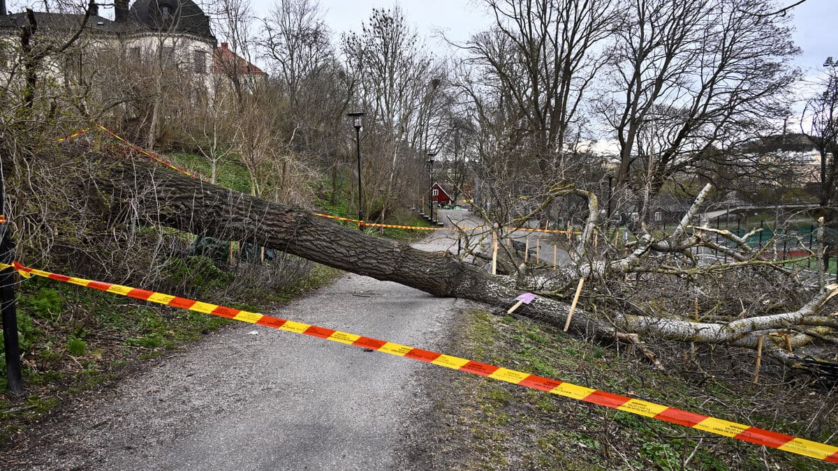 Forest damage worth two billion kronor after Storm Dave